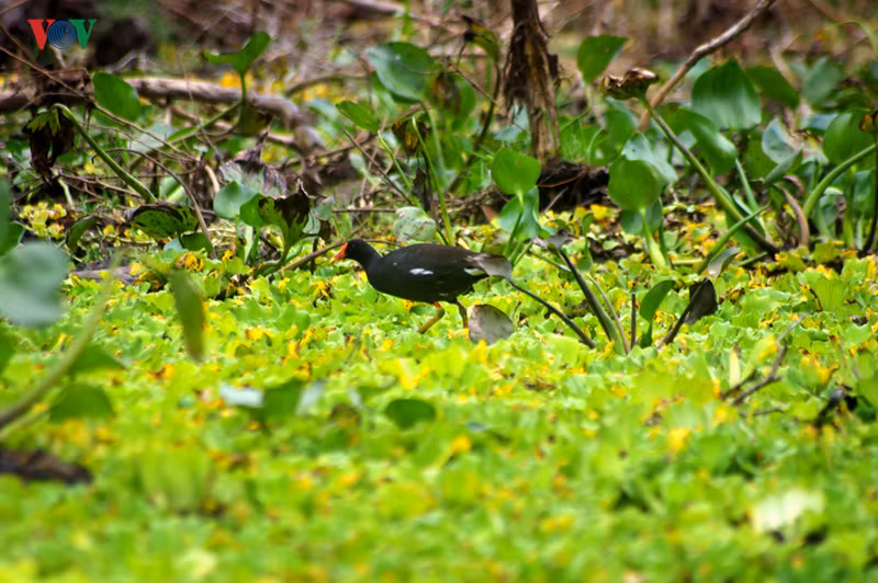 Trong rừng còn có chim trích cồ. Trích cồ là loài chim đẹp: khi trưởng thành có màu xanh dương và xanh lá cây ở phần ức và bụng; chân, mỏ và trên đầu có màu đỏ tươi.