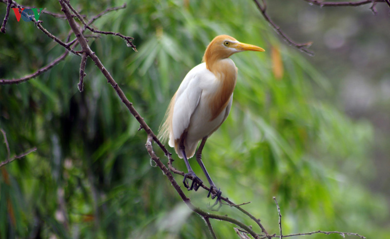 Trong rừng Trà Sư còn có cò ruồi (hay cò ma), thuộc họ Diệc, loài chim thường sống ở vùng có nhiệt độ ấm.