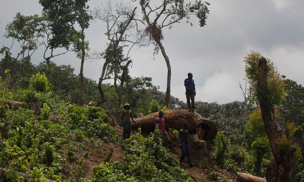 Một nhóm thổ dân đứng tại khu vực rừng vừa mới bị chặt phá tại vườn quốc gia Kahuzi-Biega gần Bukavu, Cộng hòa Dân chủ Congo. Căng thẳng diễn ra từ đầu năm nay, khi một ứng viên trong cuộc bầu cử quốc gia kêu gọi cư dân bản địa quay trở lại rừng để khai thác. Bạo lực đã nổ ra giữa lực lượng kiểm lâm và những người dân, khiến một người thiệt mạng vào cuối tuần trước, theo Guardian.