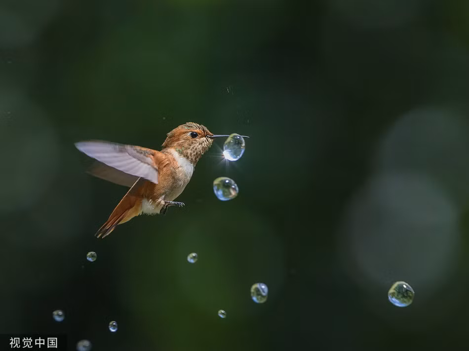 Nang nong, chim ruoi tung tay dua nghich voi phun nuoc