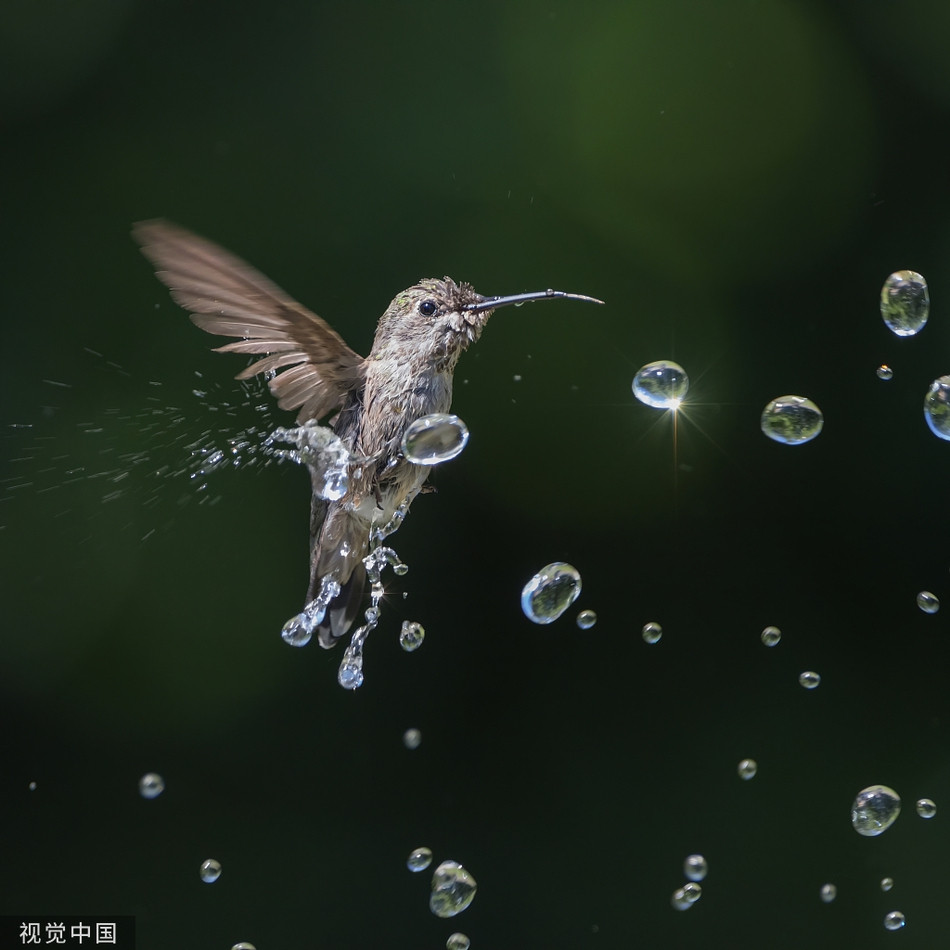 Nang nong, chim ruoi tung tay dua nghich voi phun nuoc-Hinh-4