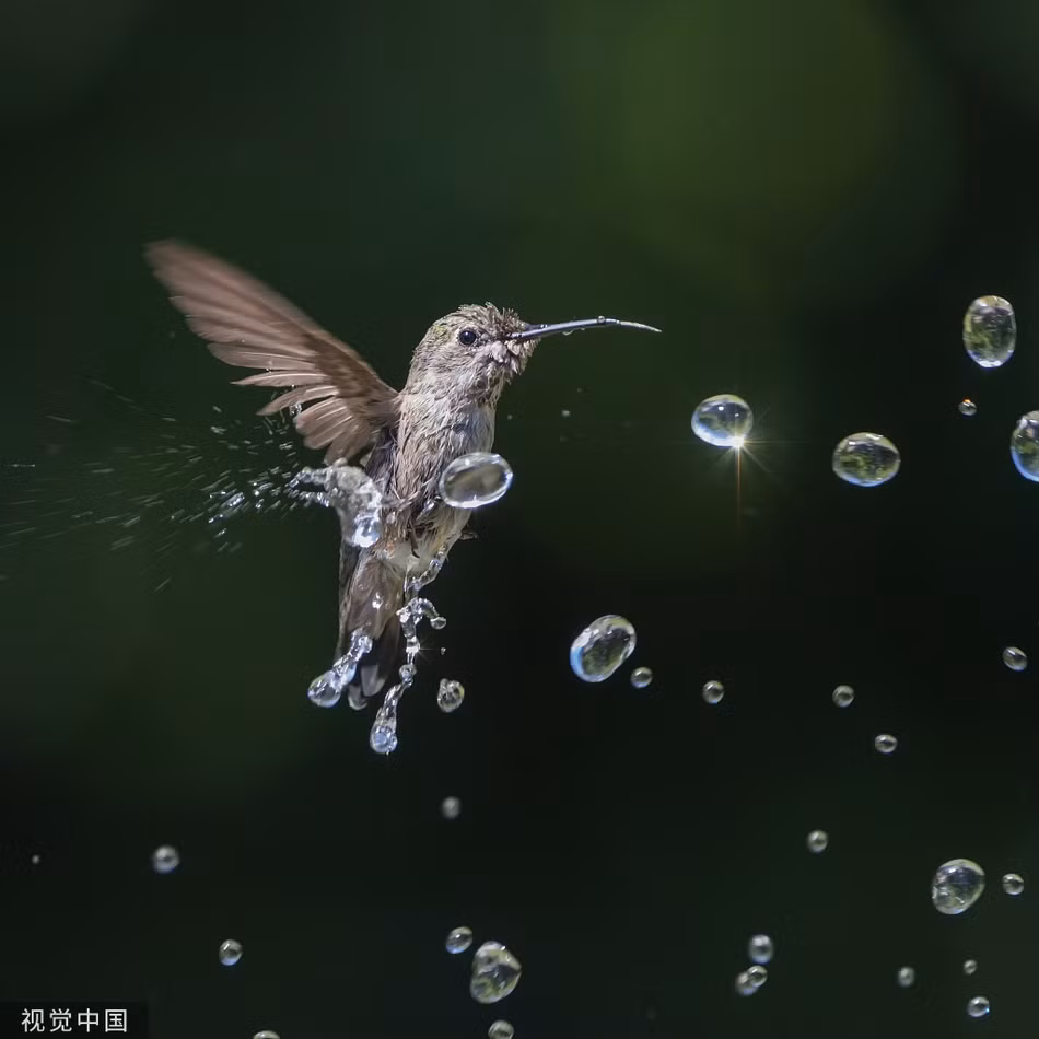 Nang nong, chim ruoi tung tay dua nghich voi phun nuoc-Hinh-4