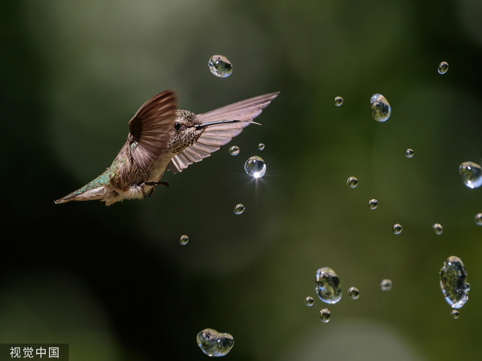 Nang nong, chim ruoi tung tay dua nghich voi phun nuoc-Hinh-5