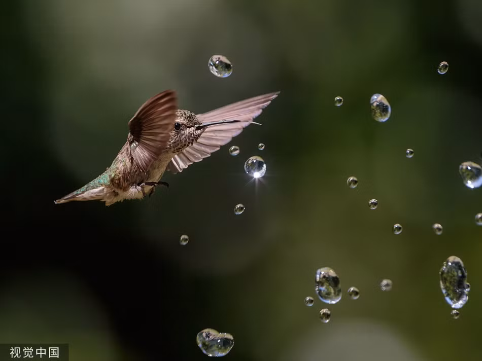 Nang nong, chim ruoi tung tay dua nghich voi phun nuoc-Hinh-5