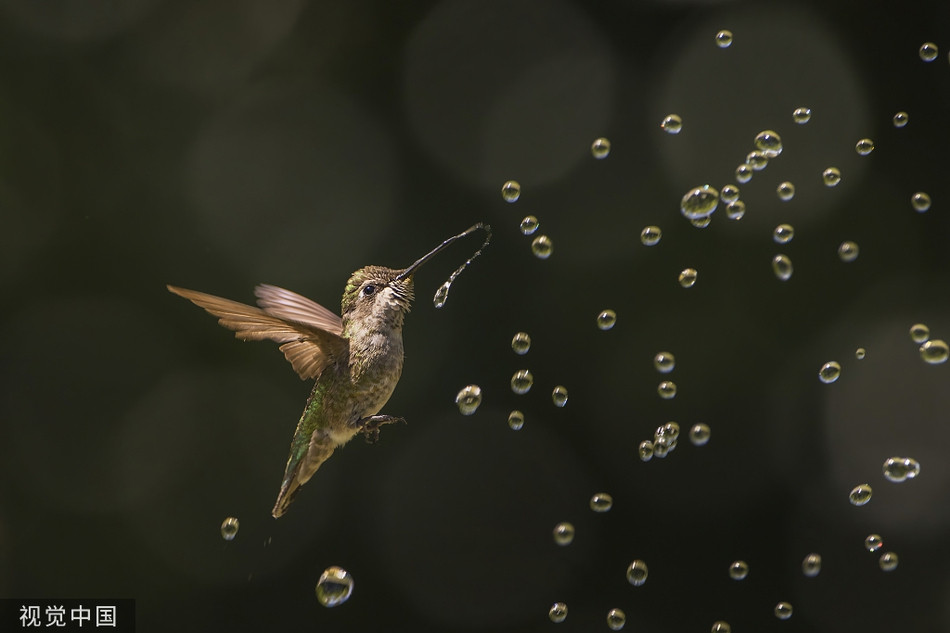 Nang nong, chim ruoi tung tay dua nghich voi phun nuoc-Hinh-3
