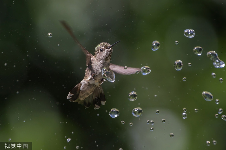 Nang nong, chim ruoi tung tay dua nghich voi phun nuoc-Hinh-2