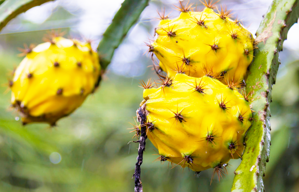Thậm chí, theo anh: "Nếu không ở bên cạnh một nhà vệ sinh, nghiêm cấm ăn loại quả này. Ngày hôm nay tôi vừa ăn xong, thiếu chút nữa đã bĩnh luôn ra trong quần. Thực sự đáng sợ".