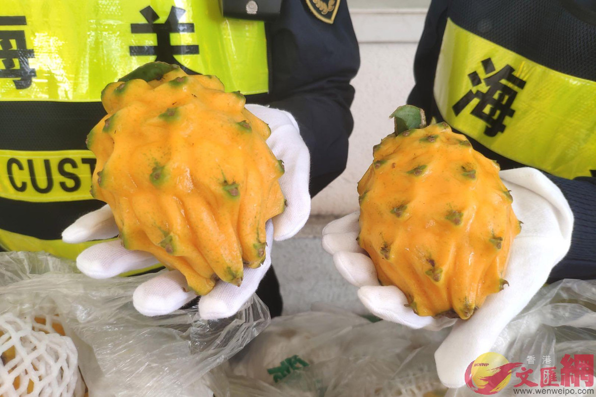 Trước đây, quả kỳ lân được trồng ở vùng lân cận kim tự tháp của người Maya và Inca ở châu Mỹ. Trong các lễ tế và các hoạt động tôn giáo lớn, người Maya, Inca sẽ tôn thời quả kỳ lân như một trái thánh.