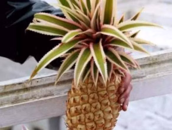 Nhung sieu qua dat kinh hoang, gia bang ca sieu xe-Hinh-4