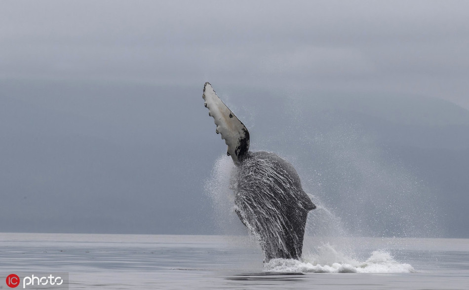 Được biết, chiến thuật lưới bong bóng của cá voi lưng gù cũng có nhiều kiểu khác nhau. Sự đa dạng này không phải do bẩm sinh cá voi đã biết săn mồi bằng lưới bong bóng.