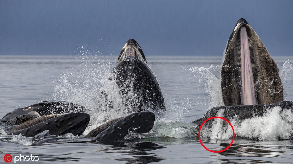 Khi bơi từ dưới lên theo đường xoắn ốc, nó sẽ thổi không khí ra từ lỗ phun nước, tạo thành một bức tường bong bóng hình trụ, giam cầm con mồi.