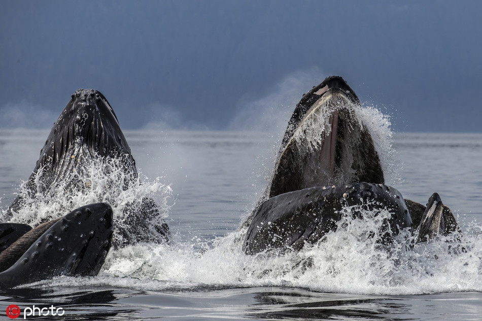 Những con cá voi còn lại sẽ dồn con mồi lên trên, khiến chúng mắc kẹt trong lưới bong bóng.