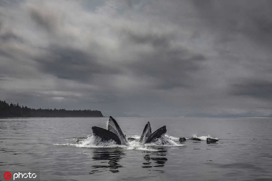 Cuối cùng, đàn cá voi sẽ lao thẳng lên mặt nước, há to miệng và đớp gọn những con mồi xấu số. Toàn bộ quá trình diễn ra vô cùng nhanh chóng và chính xác.