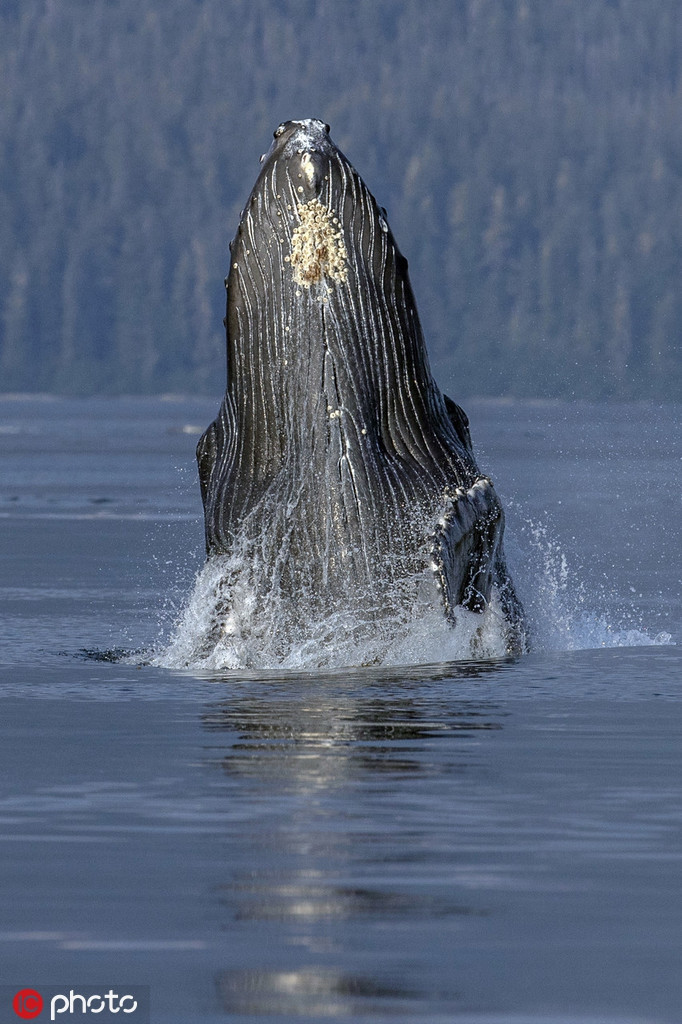 Tiếp đến, con cá voi thứ hai sẽ phát ra âm thanh lớn dưới mặt nước, gọi là kèm hiệu săn mồi.