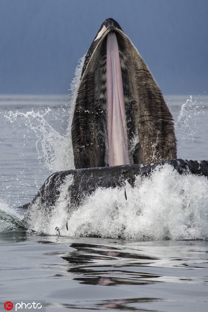 Những con mồi của cá voi lưng gù bao gồm nhuyễn thể, cá trích, cá thu và một số loài vật khác.