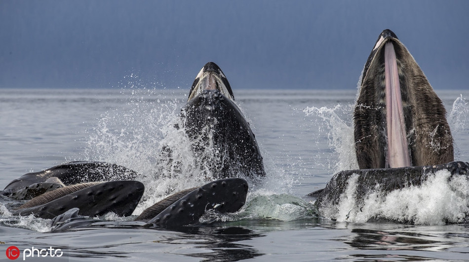 Những hình ảnh này thực sự ấn tượng, khiến nhiều người không khỏi ngạc nhiên, thích thú.