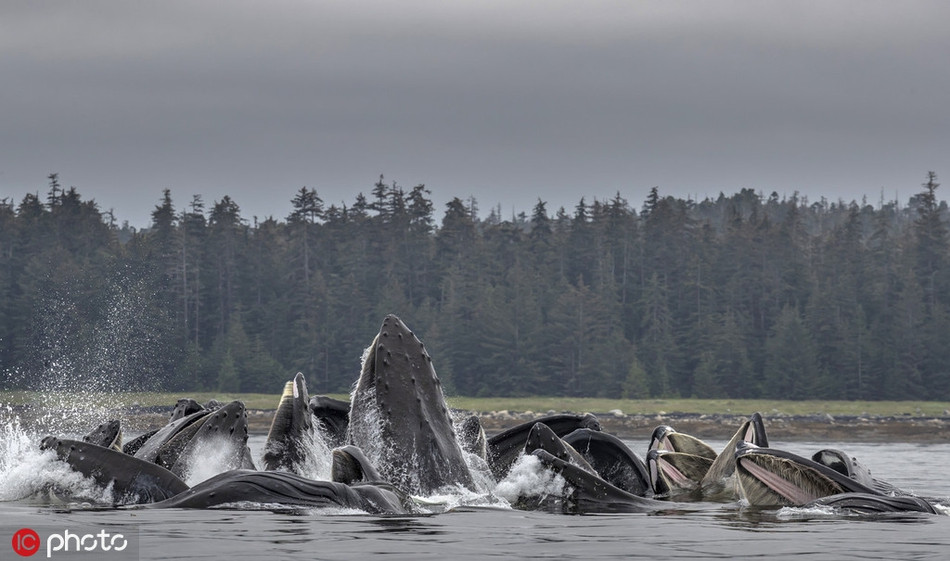 Hay nói cách khác, đây là chiến thuật bao vây con mồi bằng bong bóng, một chiến thuật săn mồi độc đáo, bản năng, được truyền từ đời này sang đời khác của cá voi lưng gù.