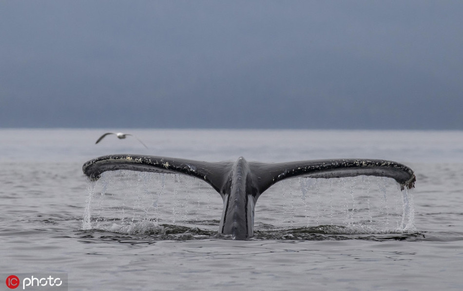 Chiến thuật này được cá voi lưng gù học hỏi qua các tương tác xã hội. Ở những khu vực có con mồi thay đổi, cách thức đi săn của cá voi cũng thay đổi theo. Điều này giúp chiến thuật lưới bong bóng luôn hiệu quả khi bao vây và tấn công.