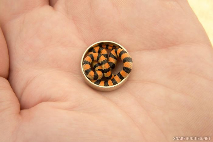 Tuy rằng chỉ có 600/3000 loài rắn có nọc độc, nhưng xác suất trúng độc vẫn là rất cao. Bạn chắc chắn không muốn lần đầu tiên và cũng là lần cuối cùng chạm vào rắn.