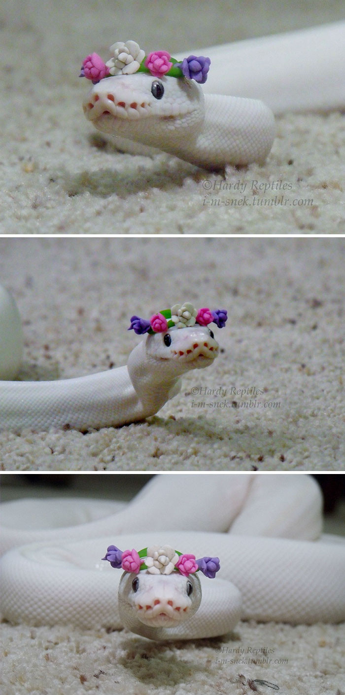 Mặc dù vậy, hãy luôn nhớ rằng, rắn thực sự là một loài động vật nguy hiểm. Bạn không nên tiếp xúc với những con rắn hoang dã, bất kể chúng trông bắt mắt và dễ thương thế nào.