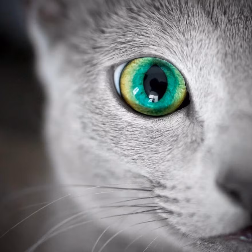 Nếu đôi mắt là cửa sổ tâm hồn, thì chắc chắn đây sẽ là những tâm hồn đẹp nhất mà bạn có cơ hội được nhìn thấy.