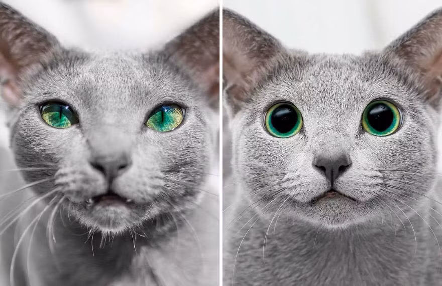 Xem thêm một số hình ảnh cực đáng yêu về cặp mèo Nga có đôi mắt màu xanh ngọc lục bảo đẹp mê hoặc.