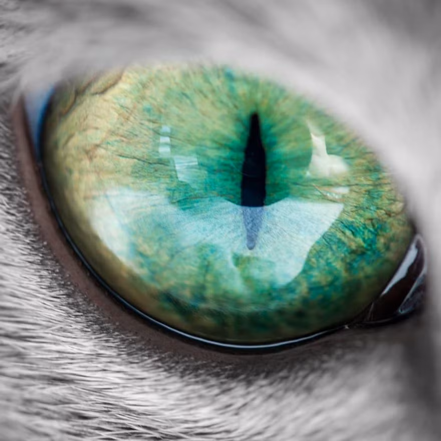 "Xafi rất bện hơi người còn Auri lại thích độc lập. Auri linh hoạt, khéo léo còn Xafi thì vụng về. Mỗi khi muốn được âu yếm, Xafi sẽ ầm ĩ kêu gào còn Auri thường nhẹ nhàng, dịu dàng đòi hỏi. Tuy vậy, cả hai đều là những chú mèo đáng yêu và ngọt ngào nhất mà tôi biết", cô Anneken, chủ nhân của cặp mèo nói.