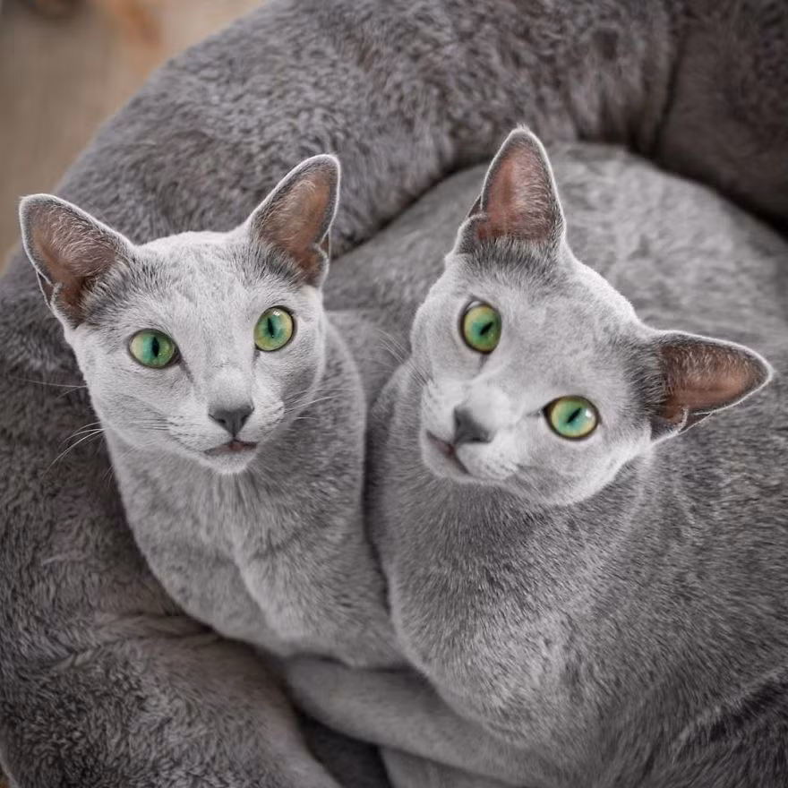 Sở hữu hơn 122.000 người theo dõi, mỗi bức ảnh của Xafi và Auri đều nhận được cả chục ngàn lượt yêu thích và chia sẻ.