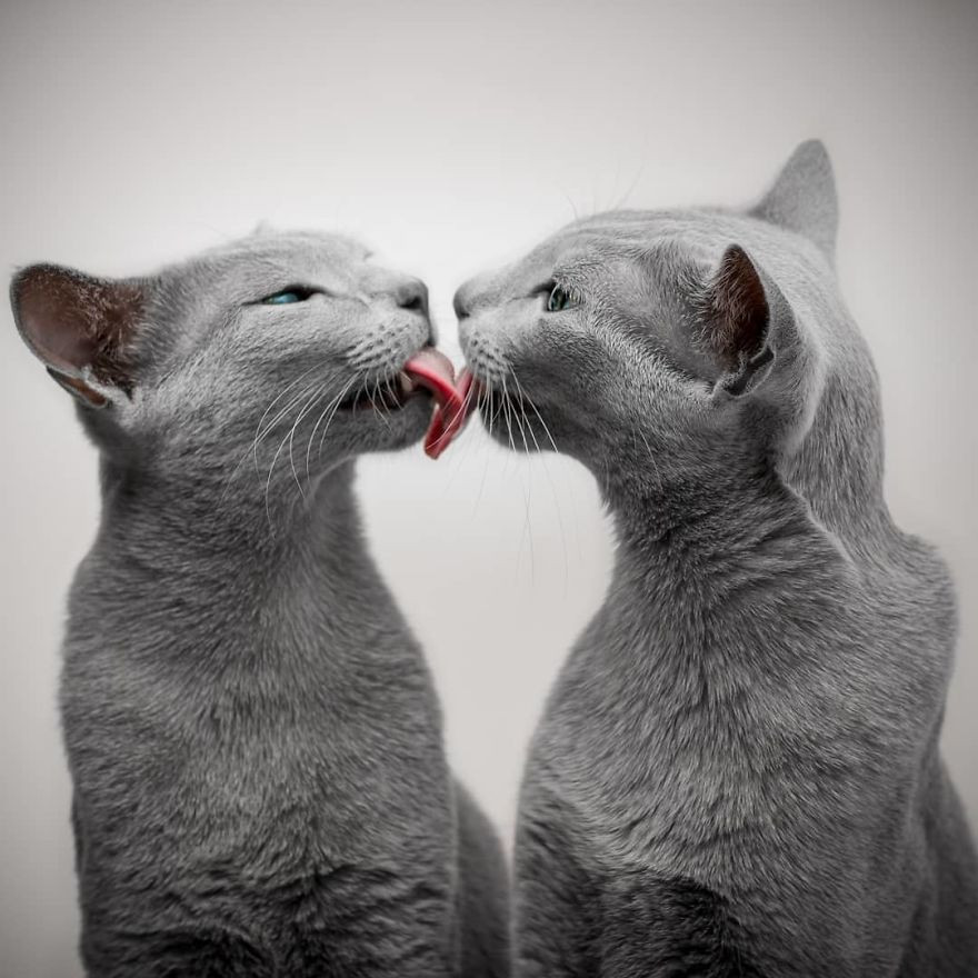 Tuy vậy, Xafi và Auri có tính cách khác hẳn nhau. Trong khi Xafi dịu dàng, thoải mái thì Auri rất nghịch ngợm, cứng đầu, đôi lúc còn gây ra phiền toái.