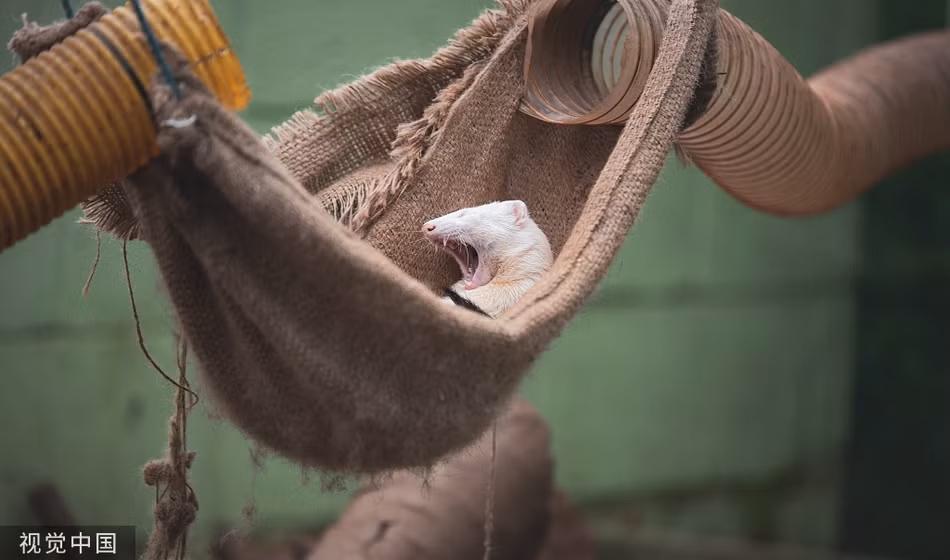 Chồn sương vứt bỏ hình tượng xinh đẹp, "bơ" cả thế giới để ngủ - Hình 2 Chon suong vut bo hinh tuong xinh dep,