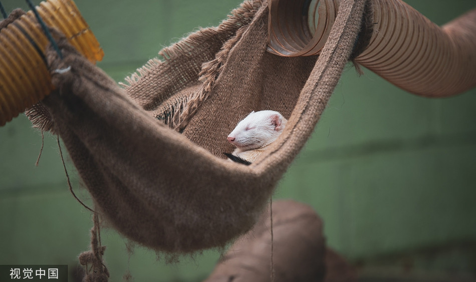 Chon suong vut bo hinh tuong xinh dep, 