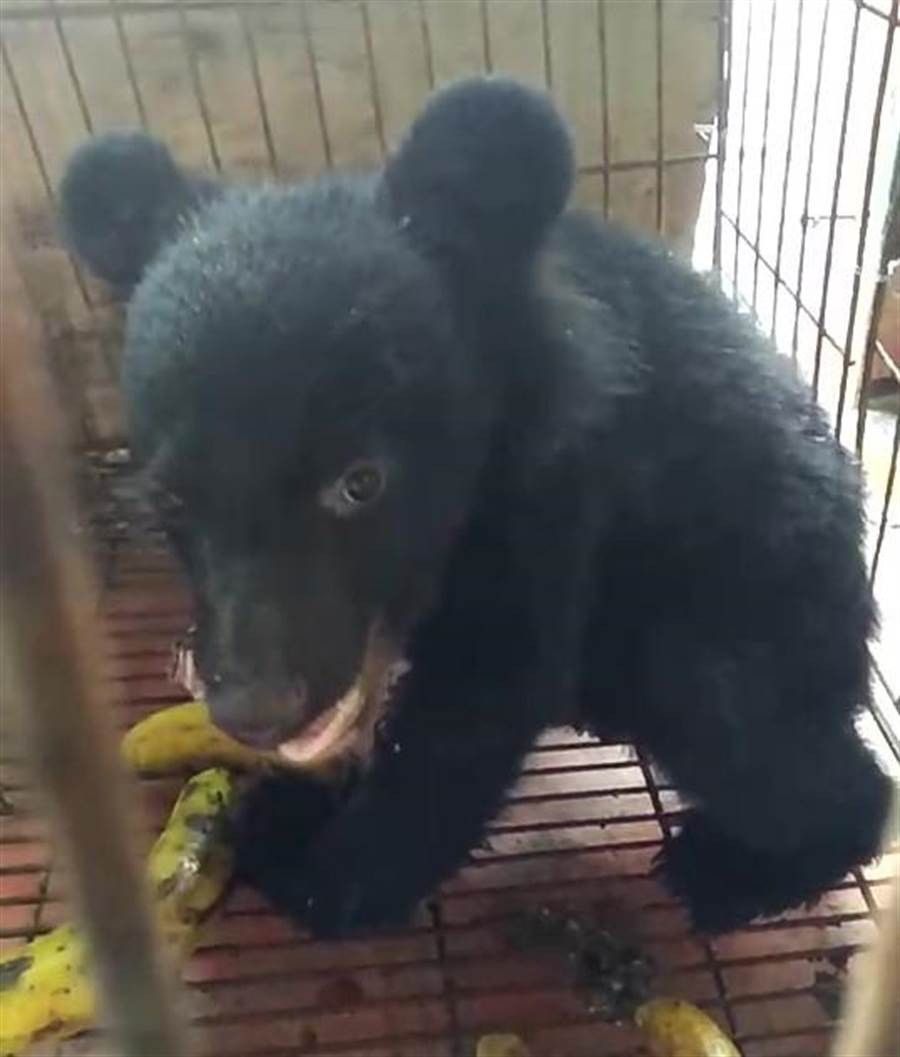 Nghe tieng dong la, tuong cho hoa ra la 