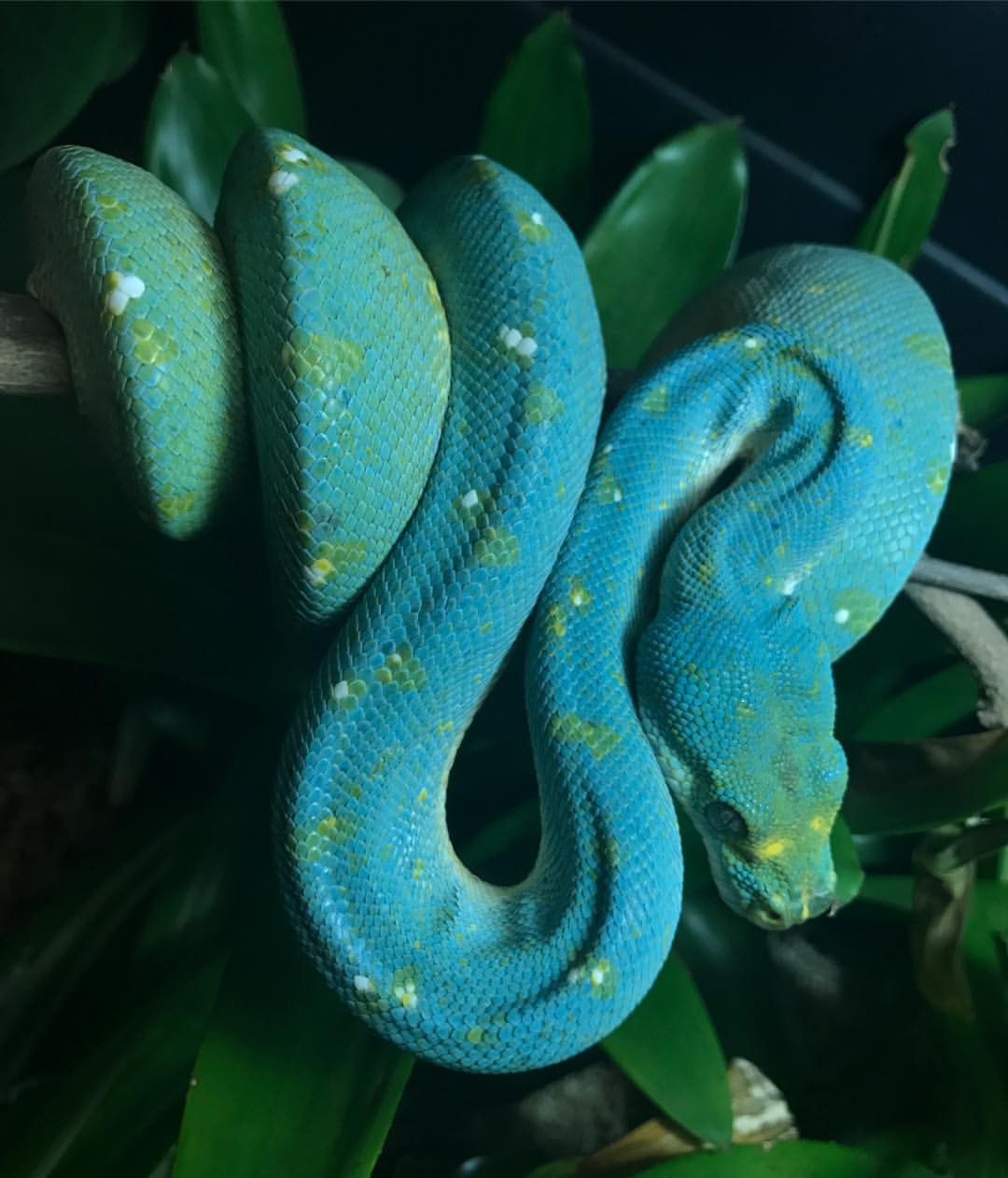 Tuy nhiên, do đột biến di truyền một cách tự nhiên, những con trăn cây xanh màu da trời lại sở hữu một màu xanh lam cực kỳ nổi bật, bắt mắt, khác hẳn với đồng loại của mình.