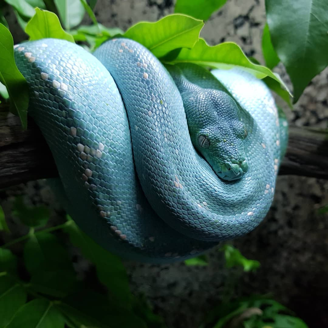 Trong quan niệm của nhiều người, trăn, rắn là loài bò sát đáng sợ. Chúng không chỉ có một ngoại hình gây ám ảnh, còn sở hữu răng năng nhọn hoắt cùng nọc độc cực mạnh và những cú siết mồi chết chóc. 