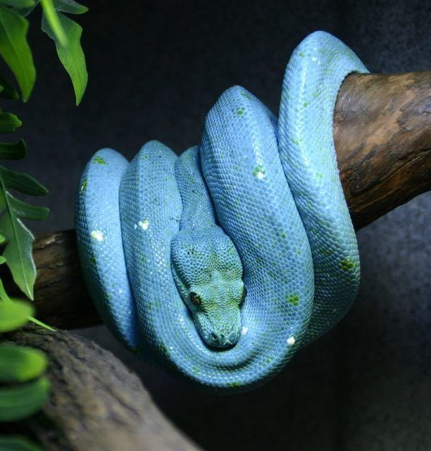 Theo tìm hiểu, trăn cây xanh màu da trời còn được gọi là "lam hóa lục thụ". Sở dĩ có cái tên đầy mâu thuẫn như vậy là do loài trăn này vốn thuộc giống trăn Green Tree Python, có màu xanh lá cây rất đặc trưng.