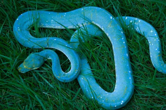 Thế nhưng trên thực tế, trăn, rắn được coi là một loài linh vật, sở hữu ngoại hình đẹp và bí ẩn. Chúng cũng có một số hoa văn trên cơ thể được coi là tác phẩm nghệ thuật, điển hình như loài trăn đột biến gen có tên là " Trăn cây màu xanh da trời". 