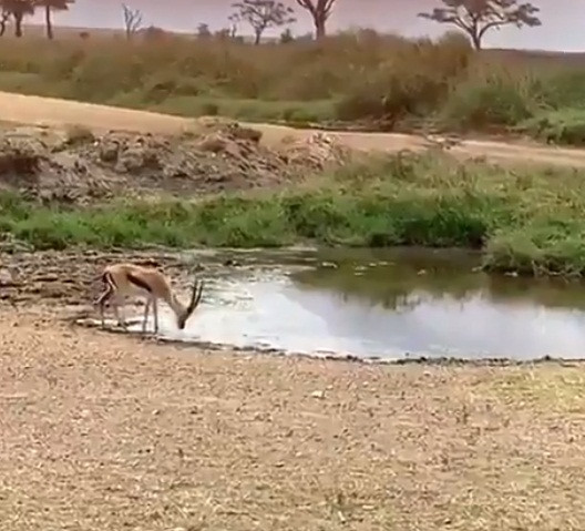 Linh duong thoat chet ngoan muc khi bi su tu san giet