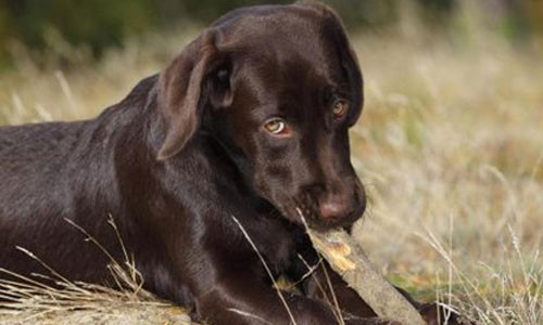 Hy huu: Cho dap co sung ban trong thuong chu