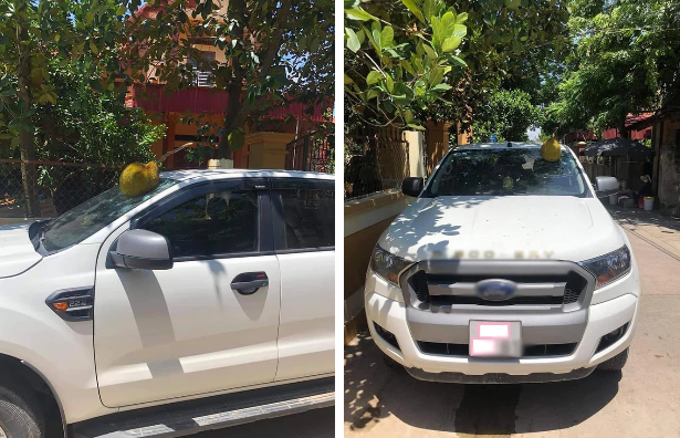 Qua mit dat nhat Viet Nam hom qua: Rung 1 phat bay ngay chuc trieu-Hinh-3