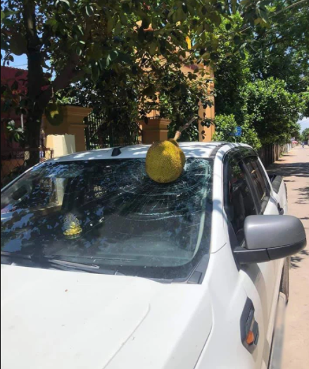 Qua mit dat nhat Viet Nam hom qua: Rung 1 phat bay ngay chuc trieu