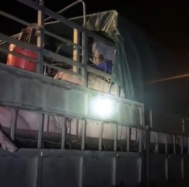  Trốn trên xe chở lợn: Rạng sáng 23/6, tại chốt kiểm soát dịch bệnh cầu Vàng Chua (thị xã Đông Triều, tỉnh Quảng Ninh), lực lượng phát hiện 5 xe chở lợn mang BKS của tỉnh Bắc Giang có hành vi chở 20 người trốn chốt kiểm soát dịch COVID-19. Khi bị lực lượng chức năng phát hiện, có người trong đoàn xe còn chống đối, lái xe bỏ chạy, gây nguy hiểm cho lực lượng làm nhiệm vụ tại chốt kiểm soát.