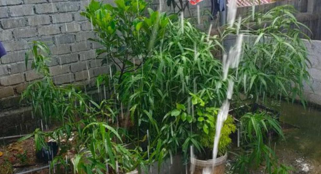  Trồng 117 cây cần sa trong vườn nhà: Ngày 13/7, Công an huyện Thạch Thành, tỉnh Thanh Hóa cho biết, trong quá trình tuần tra đảm bảo an ninh - trật tự trên địa bàn, lực lượng bất ngờ phát hiện hộ gia đình ông Phạm Văn Chương (SN 1974 ở xã Thạch Đồng) trồng 117 cây cần sa sắp đến ngày thu hoạch. Quá trình làm việc, ông Chương khai nhận mua hạt giống cần sa ở tỉnh Điện Biên mang về gieo trồng. 