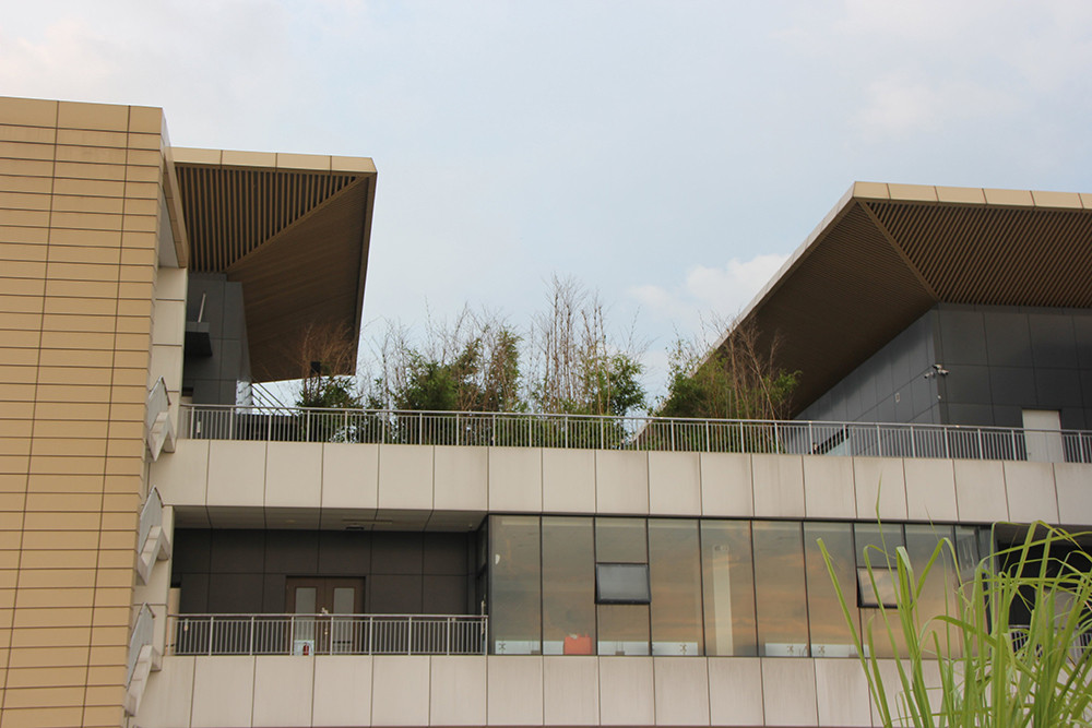 Cỏ mọc um tùm lên cả tầng 2.