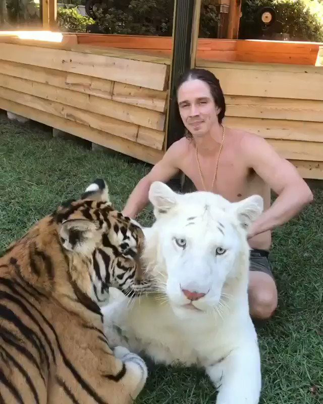 Theo kỷ lục thế giới ghi chép, con lai giữa sư tử và hổ nặng nhất lên tới 418,2kg, đứng thẳng lên, có thể cao tới 3,33m. Mỗi ngày phải ăn tới 13,5kg thịt.