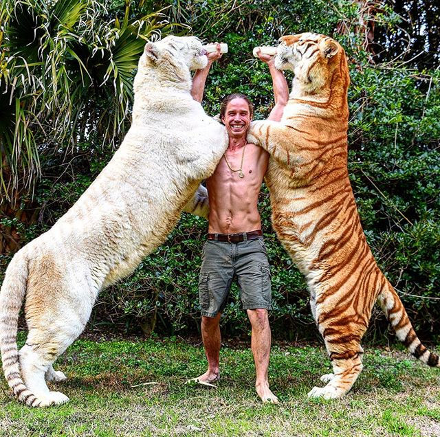 Con lai giữa bố sư tử và mẹ hổ được gọi là Liger có tên Odin. Odin được thừa hưởng vẻ đẹp ngoại hình của cả bố và mẹ, đặc biệt, nó nặng hơn nhiều so với những con sư tử hay hổ khác.