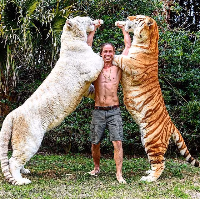 Con lai giữa bố sư tử và mẹ hổ được gọi là Liger có tên Odin. Odin được thừa hưởng vẻ đẹp ngoại hình của cả bố và mẹ, đặc biệt, nó nặng hơn nhiều so với những con sư tử hay hổ khác.
