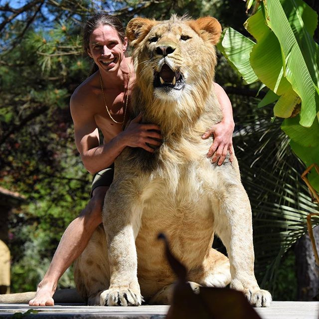 Kody cho biết, tính tới thời điểm hiện tại, Odin đã nặng hơn 400kg, mỗi lần nó xuất hiện và tương tác với Kody, tất cả mọi người đều không thể tin nổi.