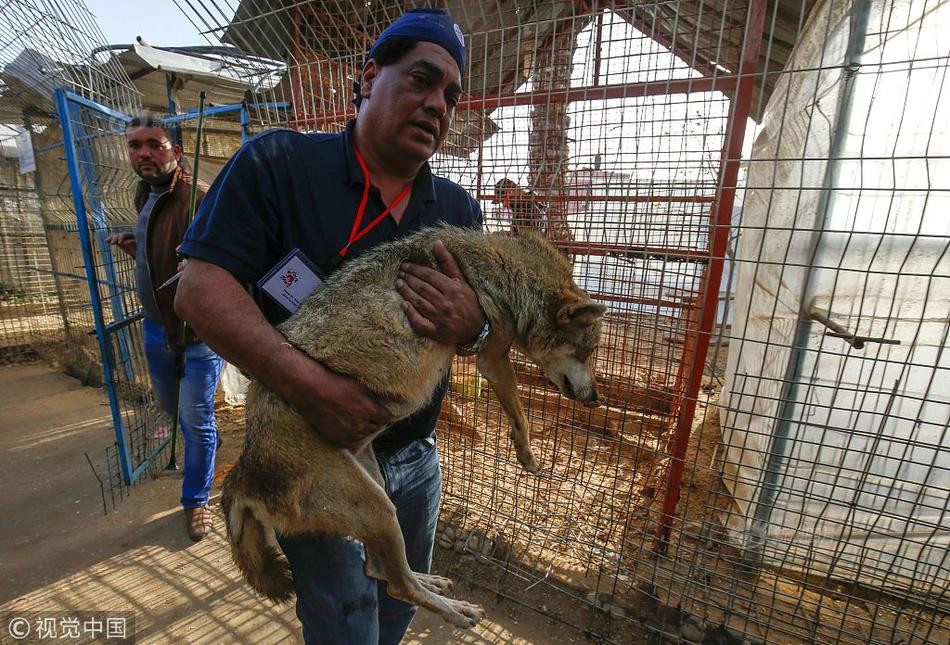 Để kéo du khách đến vườn thú, các nhân viên tại đây nghĩ ra cách để du khách tương tác thân mật với sư tử. Sở thú rút bỏ bộ móng vuốt của những con sư tử tàn nhẫn để phục vụ mục đích này.