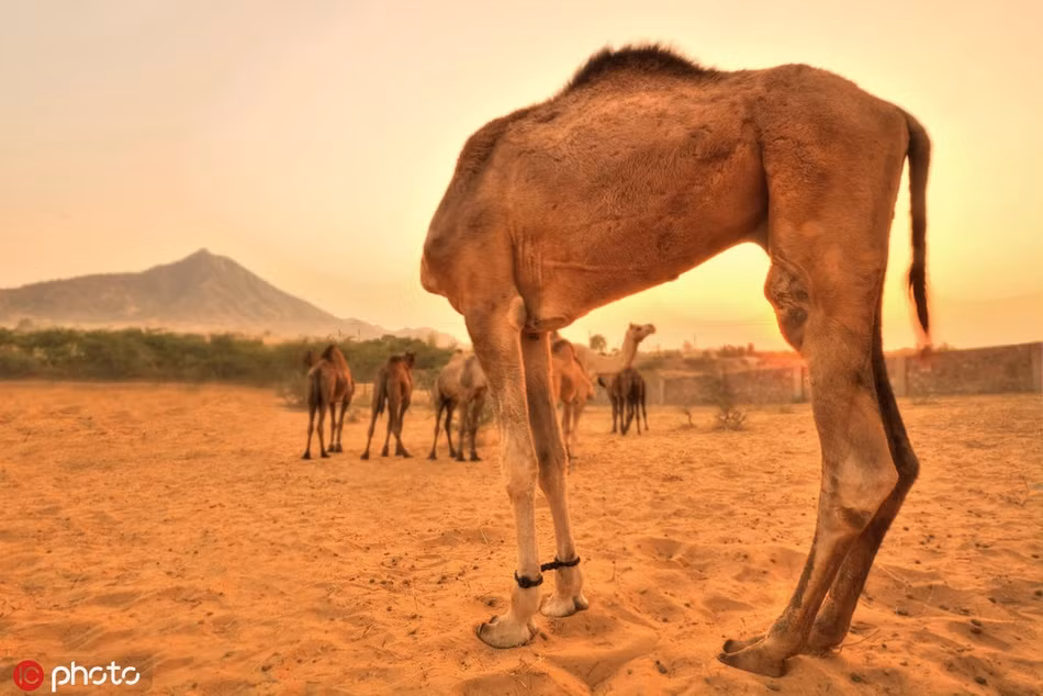 Chỉ cần đứng trước ống kính máy ảnh, quay đầu về phía mặt trời tận hưởng ánh hoàng hôn tuyệt đẹp, con lạc đà này đã có bức ảnh đánh lừa thị giác con người một cách ngoạn mục.