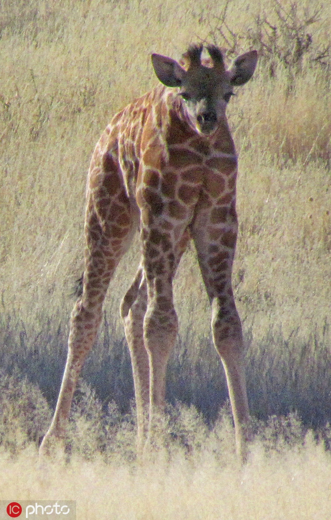 Rất nhiều người đã phải nhìn đi nhìn lại bức ảnh này nhiều lần mới lý giải được "hiện tượng" tại sao hươu cao cổ nhưng cổ lại không cao.
